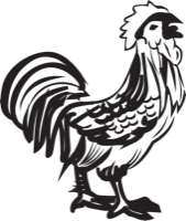 कुखुराको भाले